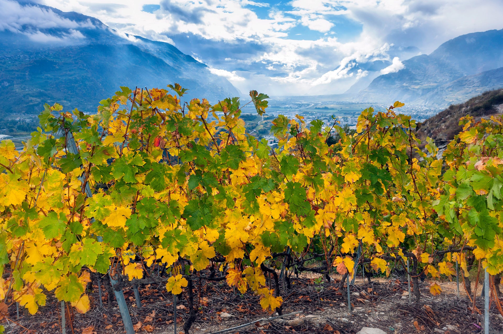 Genussvolle Weinwanderung im Wallis 2024 Sierre, Salgesch und Umgebung
