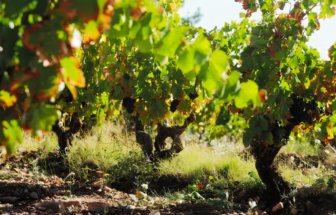 Bodegas Morca