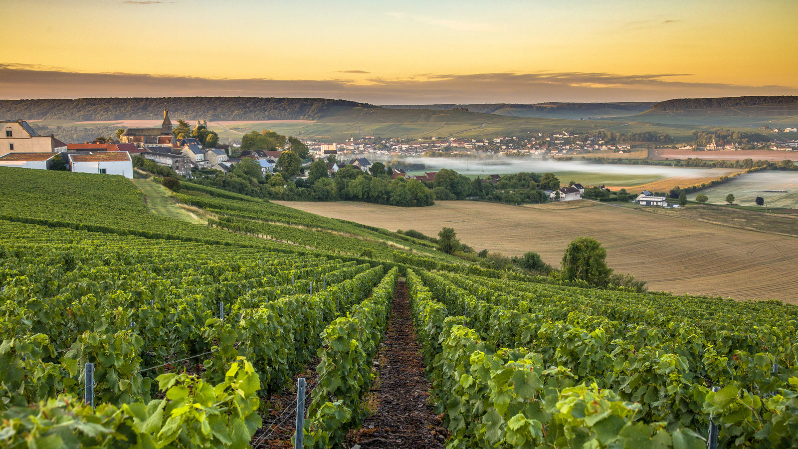 Champagner