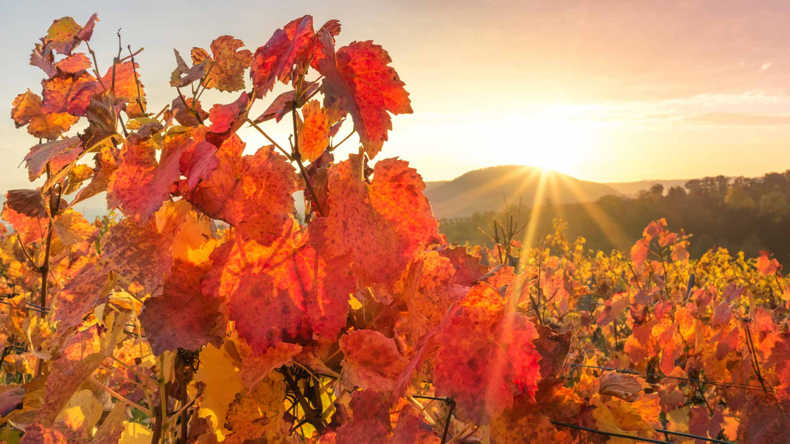 Herbstweine
