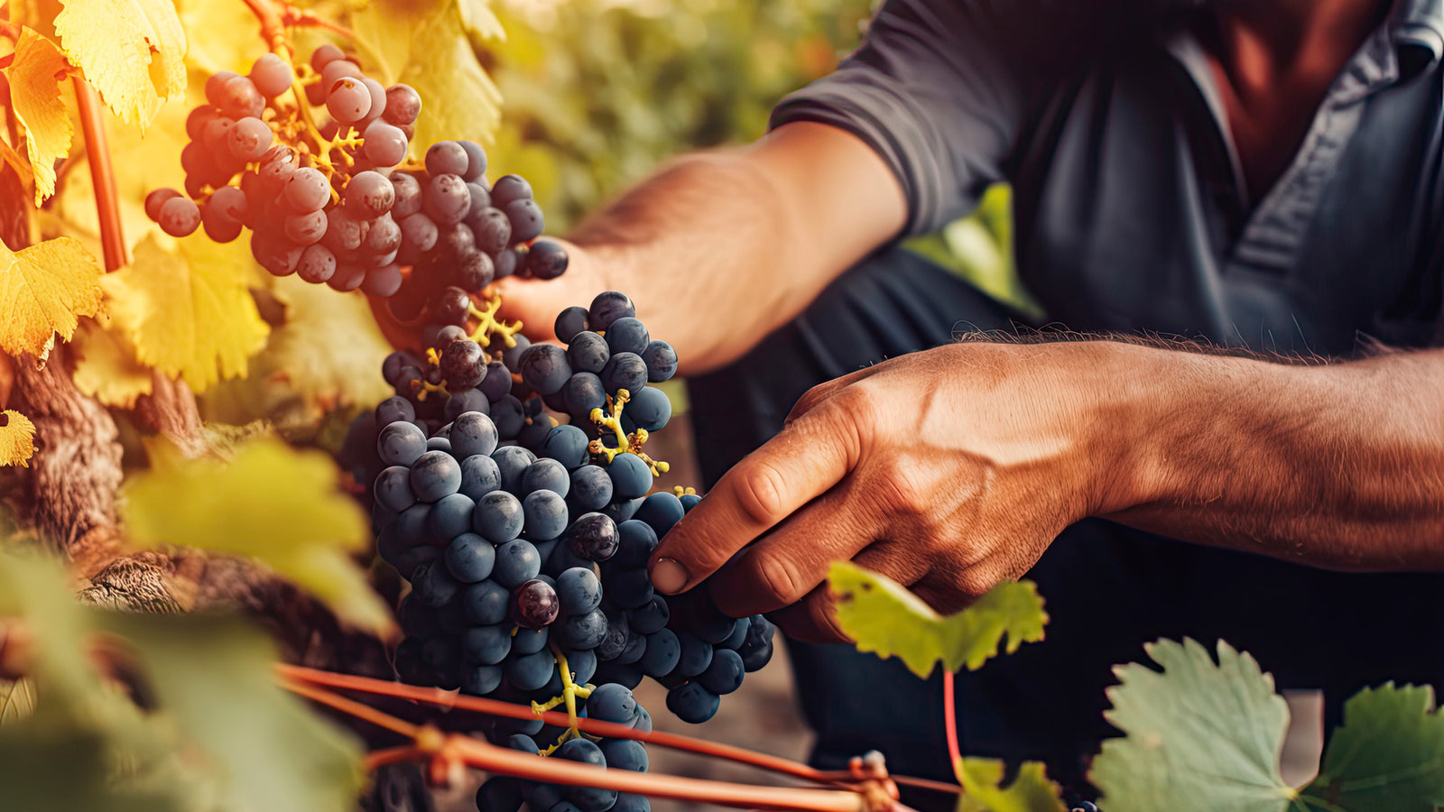 Rotwein