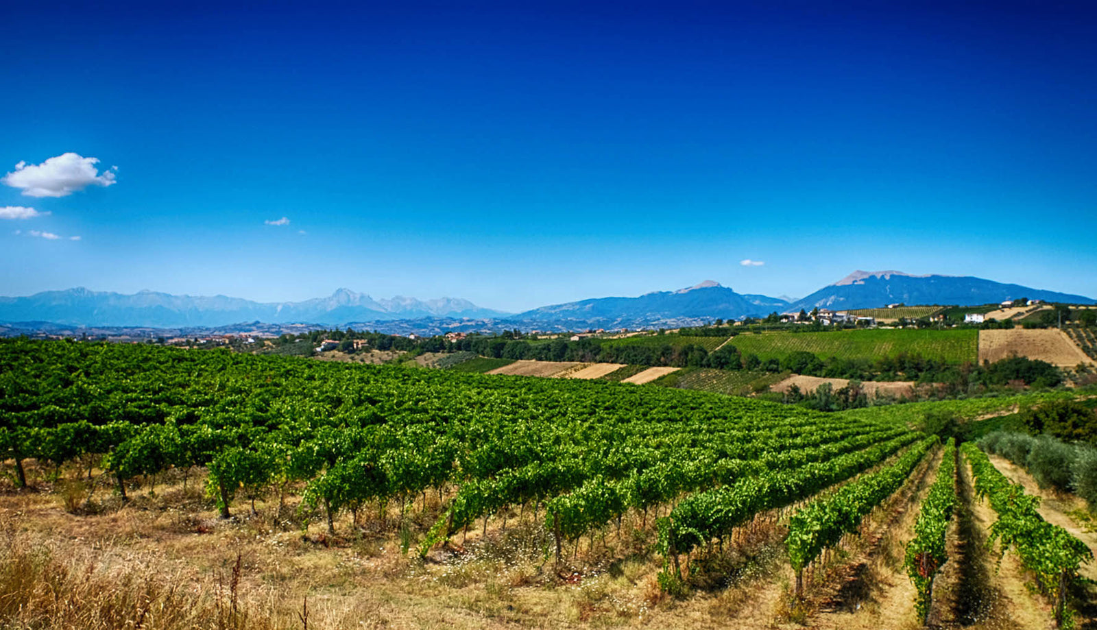 Velenosi Vini & Prope