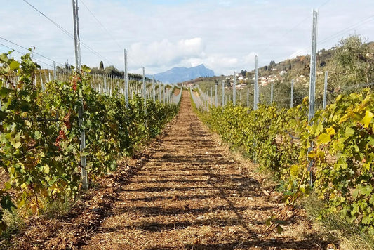 Cantine Lenotti