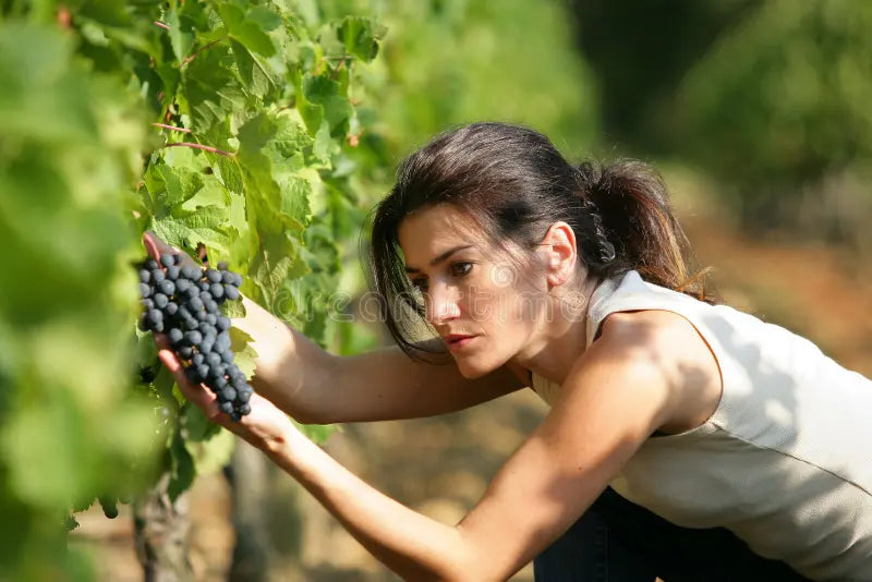 Weingut Davad