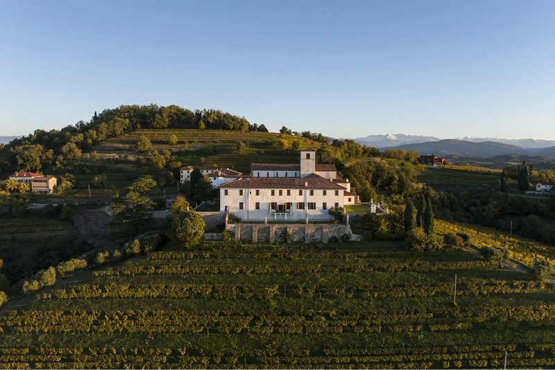 Vineyard 1