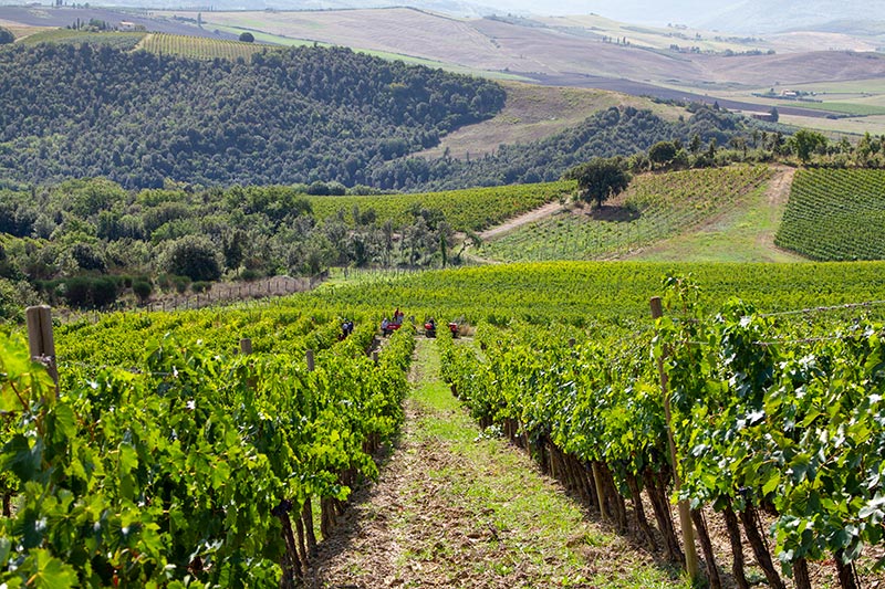 Vineyard 1