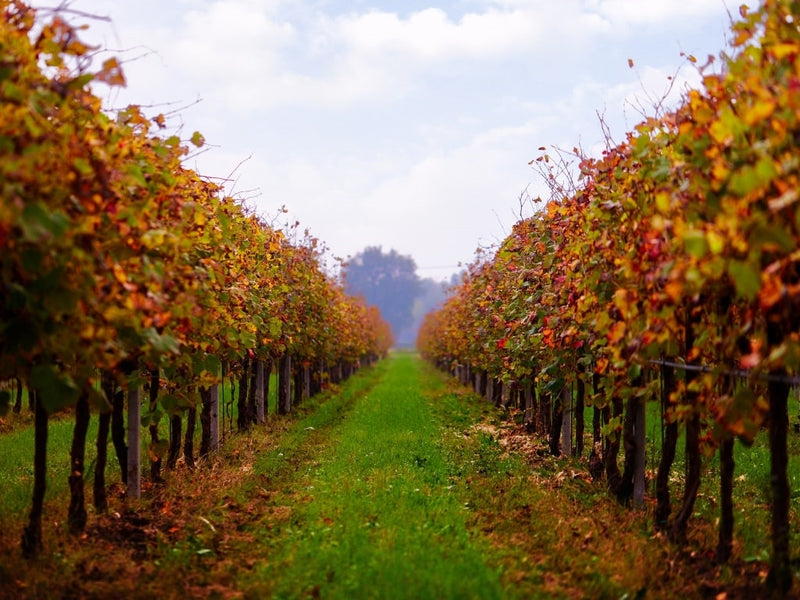 Vineyard 1