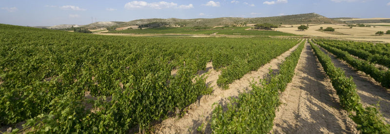 Vineyard 1