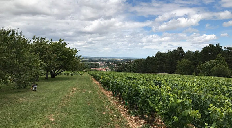 Vineyard 1
