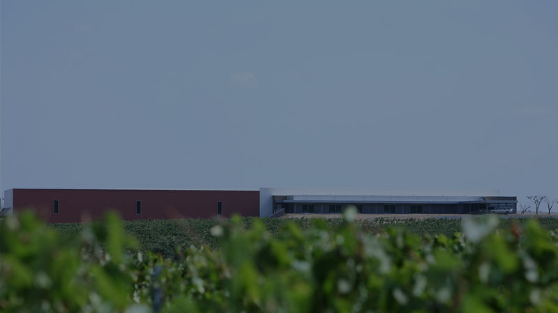 Vineyard 1