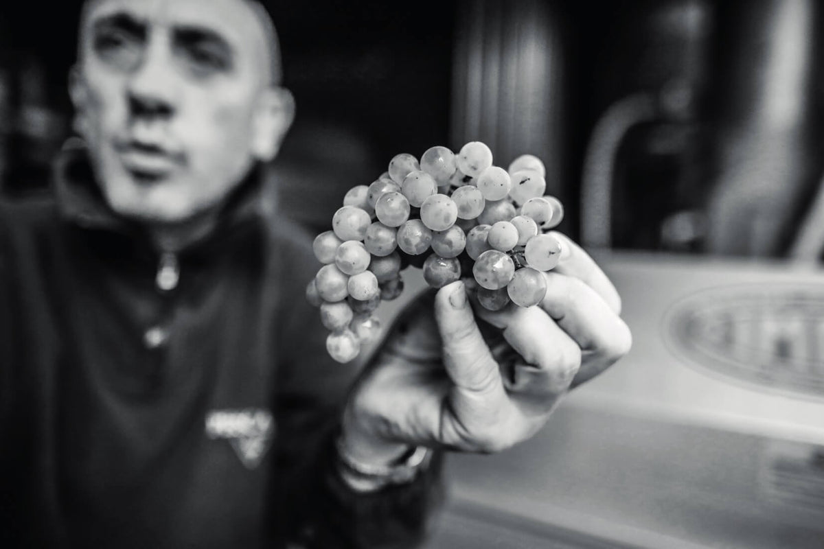 Barbera D'Asti "SOLITER" DOCG Pescaja