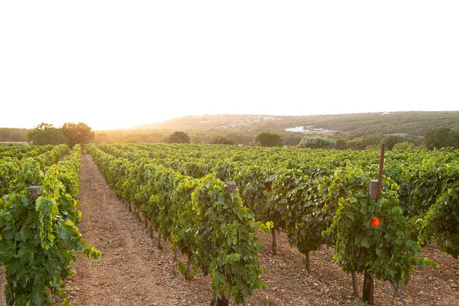 Vineyard 1