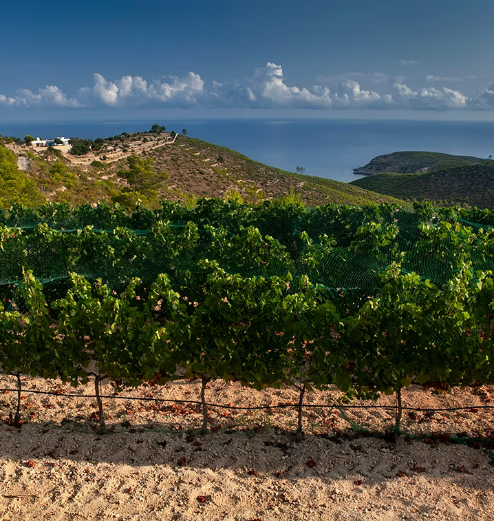 Vineyard 1