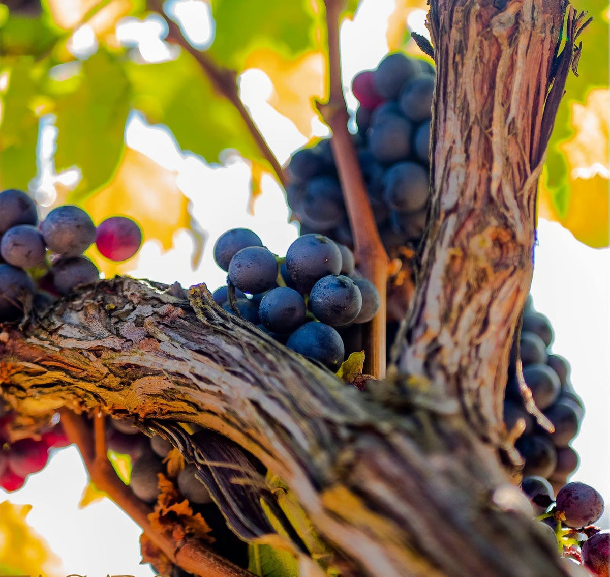 Weingut und Weinberge von Masseria Tagaro
