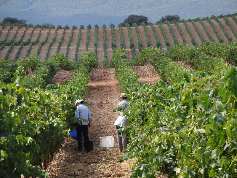 Vineyard 1