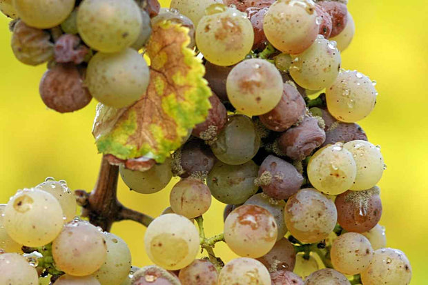 Schaumwein