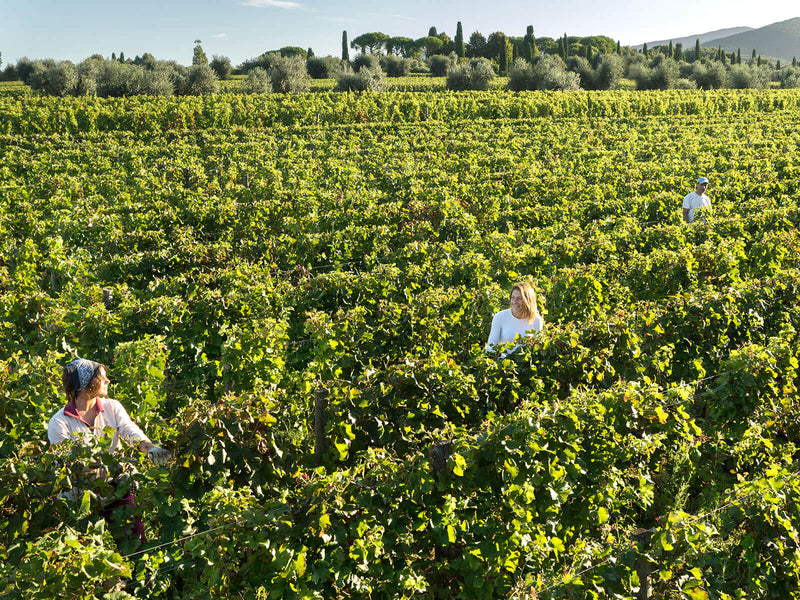 Tenuta Ornellaia