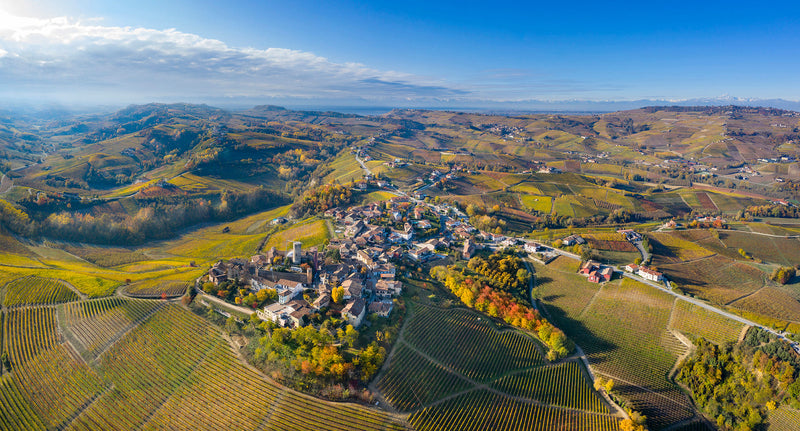 Vineyard 1
