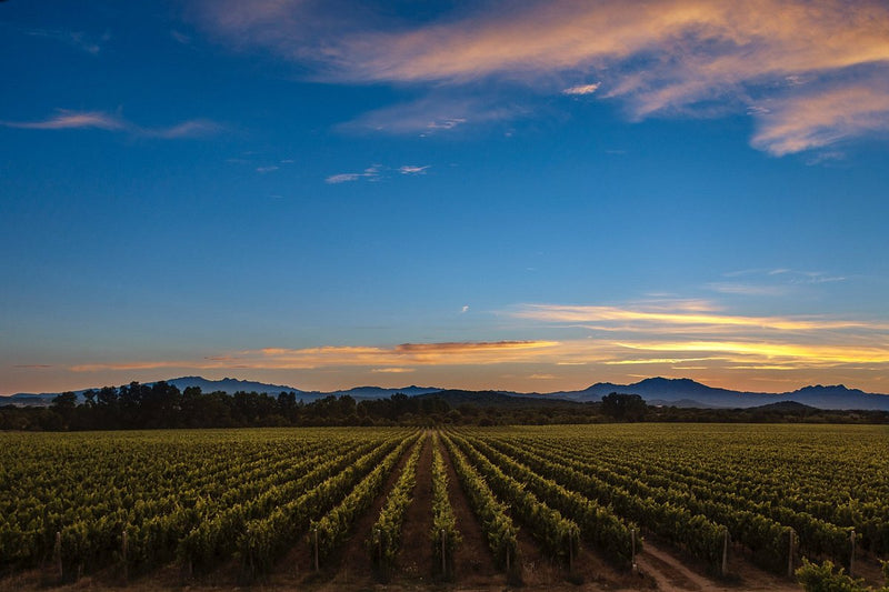 Vineyard 1