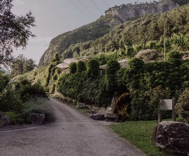 Vineyard 1