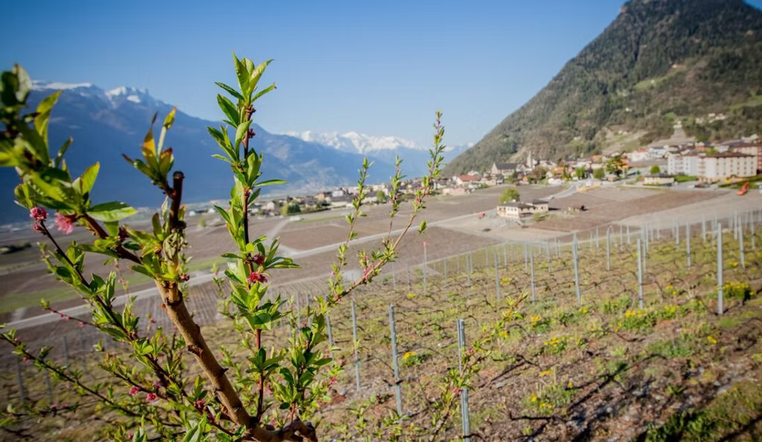 Pinot Noir AOC Wallis Petite Vertu