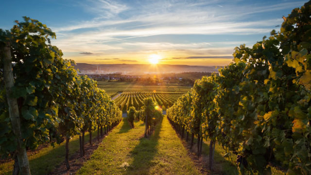 Il Bianco Toscana IGT Agricole Selvi