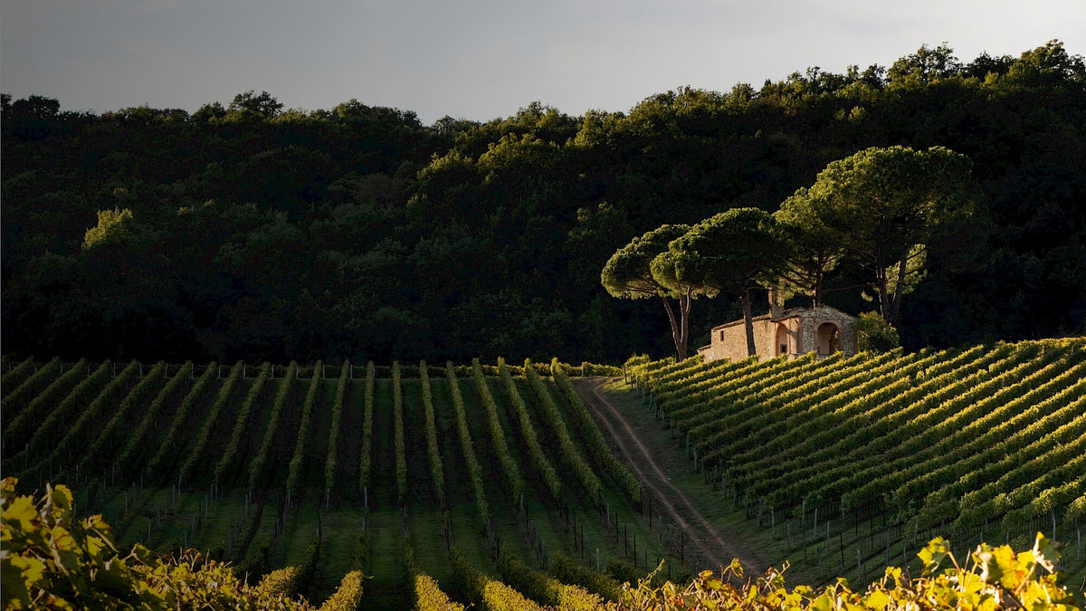 Weingut und Weinberge von Terrabianca