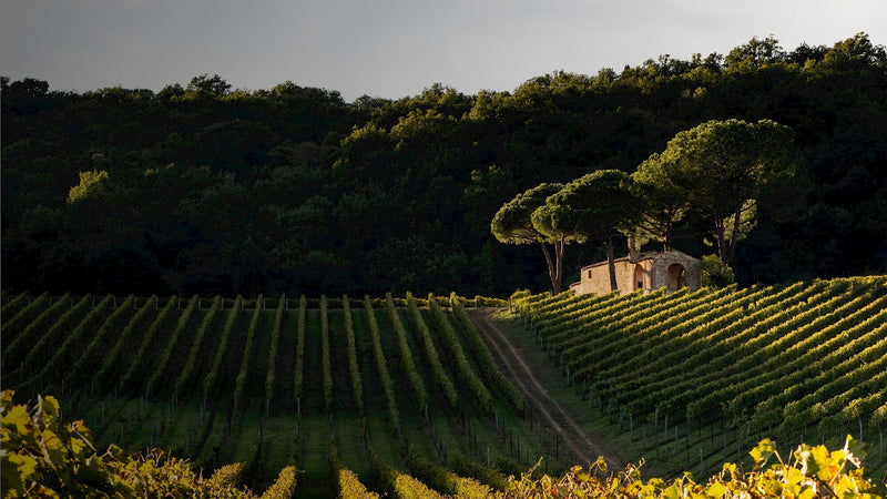 Vineyard 1