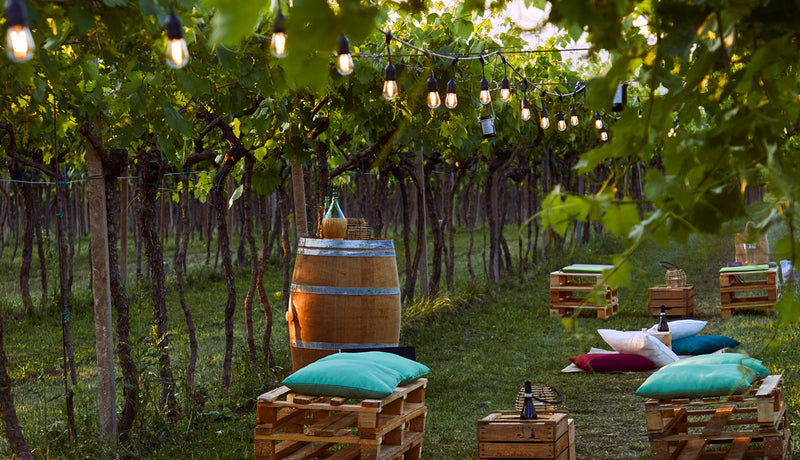 Vineyard 1