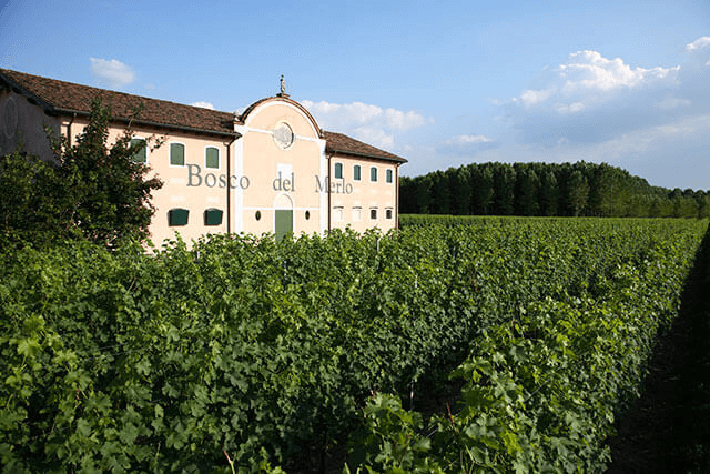 Vineyard 1