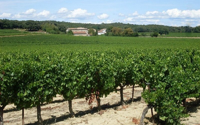 Vineyard 1