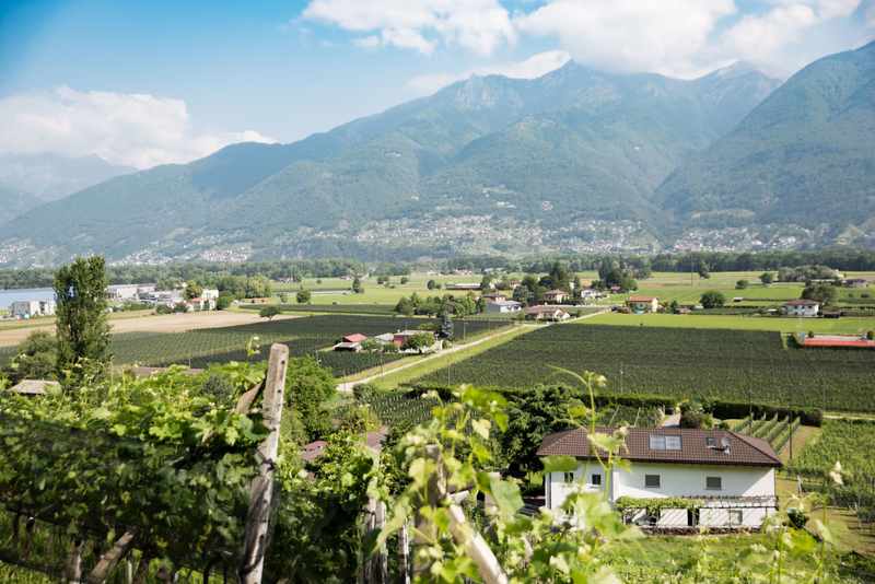 Vineyard 1