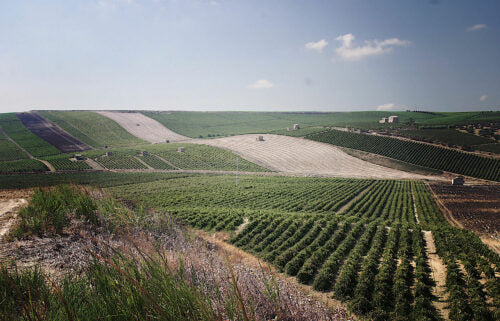 Vineyard 1