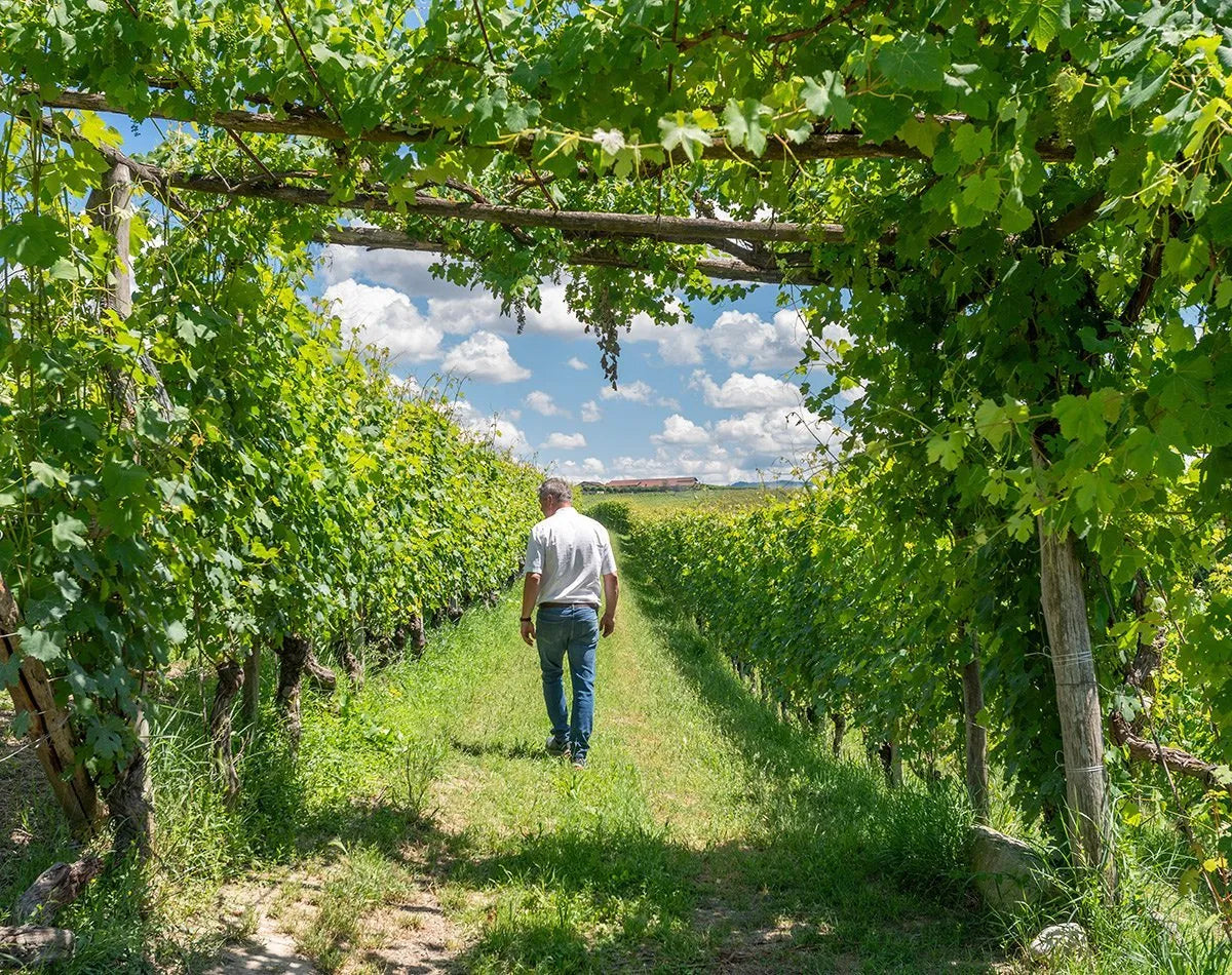 Alison Langhe Arneis DOC Cantina del Ciabot