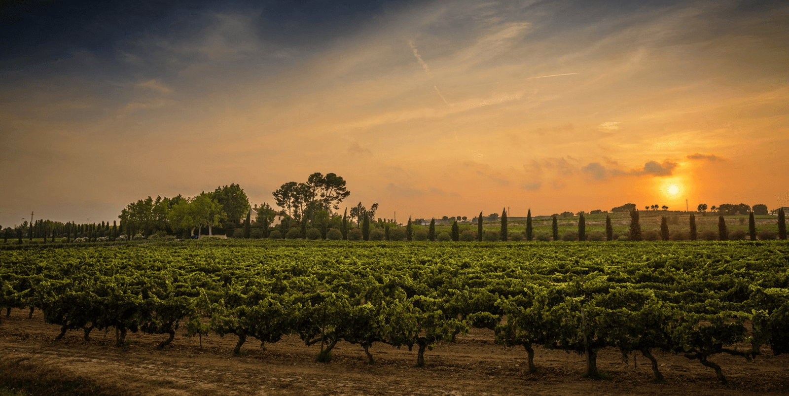 Pazo das Bruxas Albariño DO Familia Torres