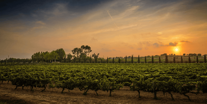 Vineyard 1