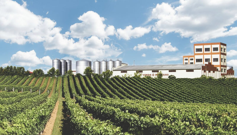 Vineyard 1
