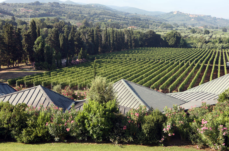 Ca'Marcanda di Gaja