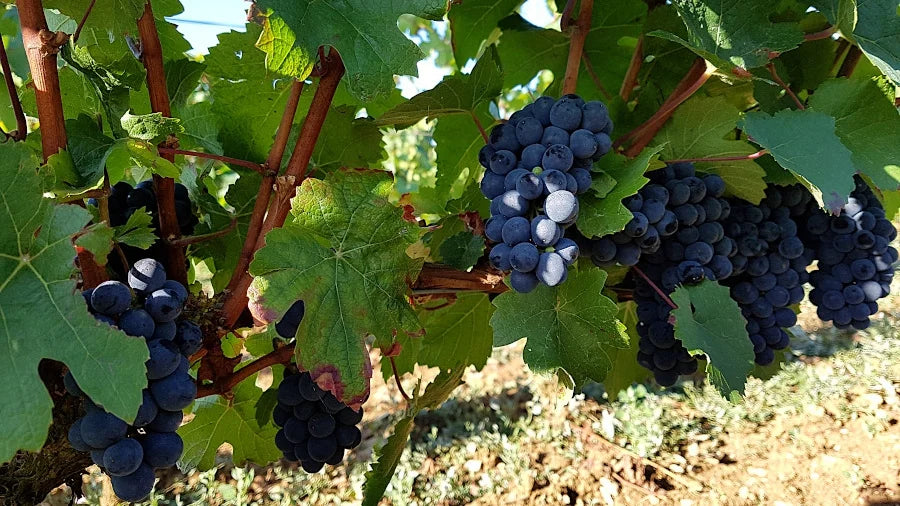 Cornalin AOC Valais Fam. Pierre-Alain Mathier, Vins et Vignobles Julius