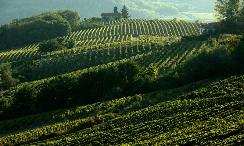 Vineyard 1