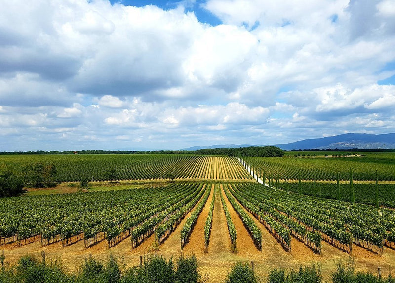 Vineyard 1
