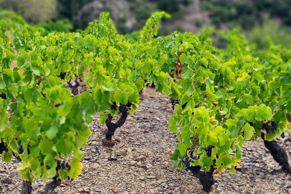 Vineyard 1