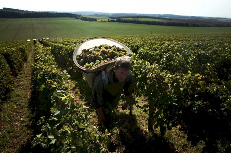 Vineyard 1
