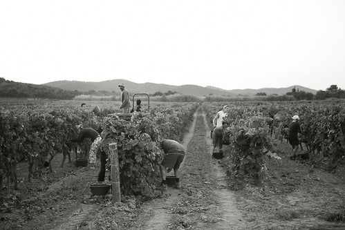 Vineyard 1