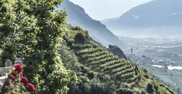 Vineyard 1