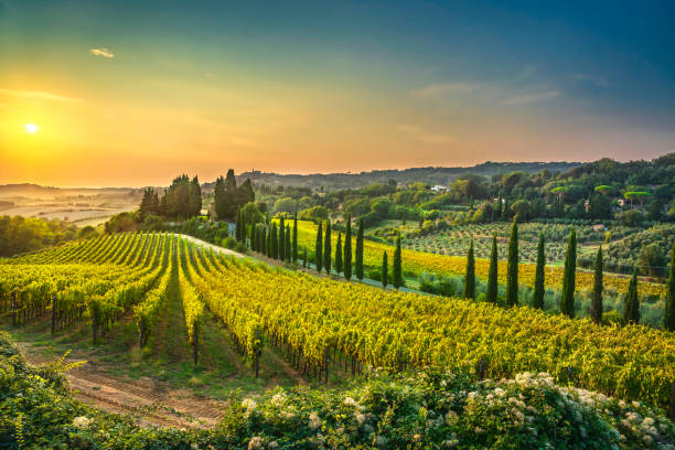 Weingut und Weinberge von Azienda Vinicola Mocavero
