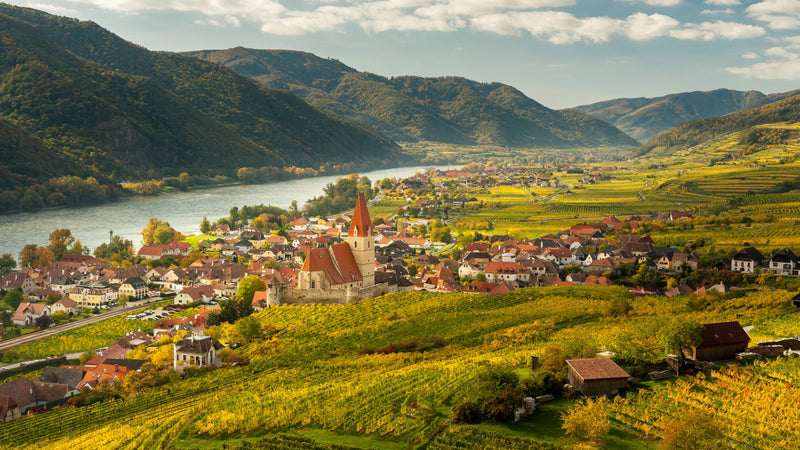 Vineyard 1