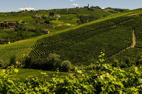 Vineyard 1