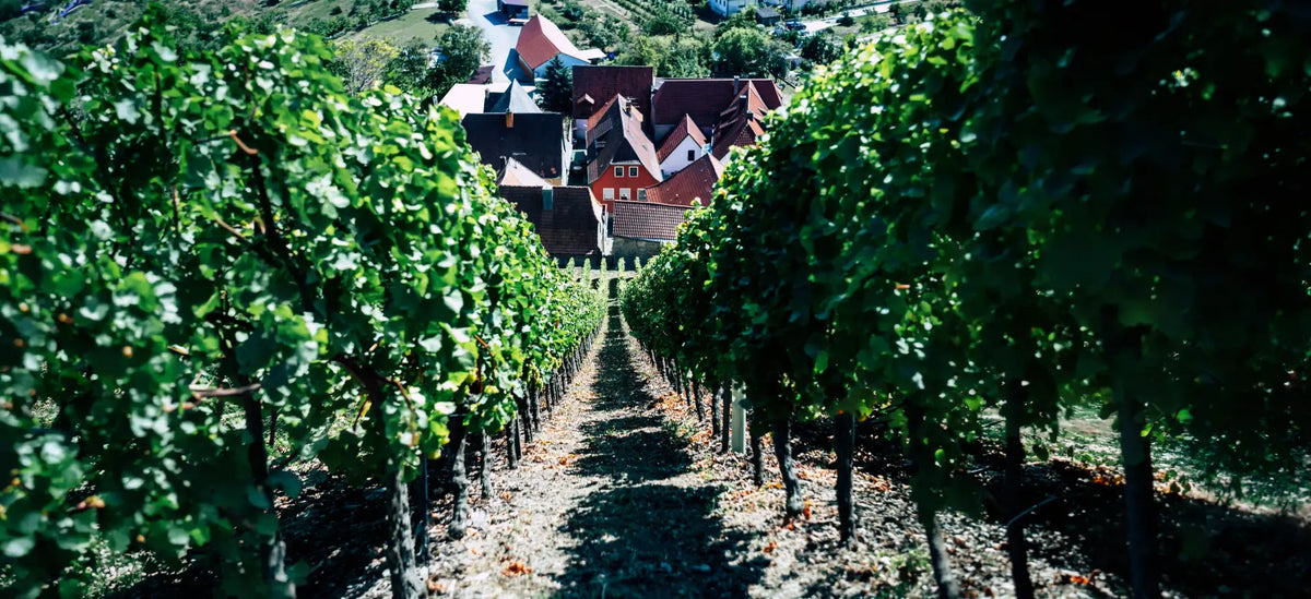 Weingut und Weinberge von Azienda Vitivinicola Villadoria