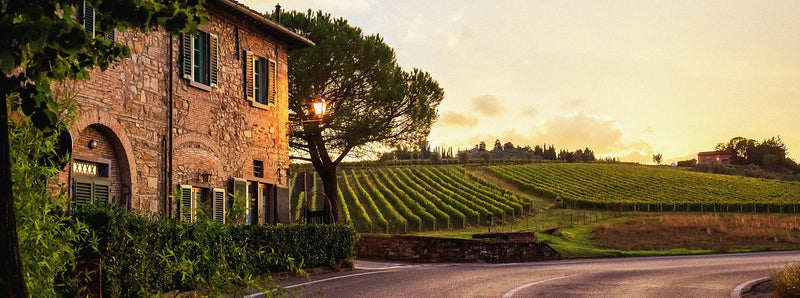 Vineyard 1